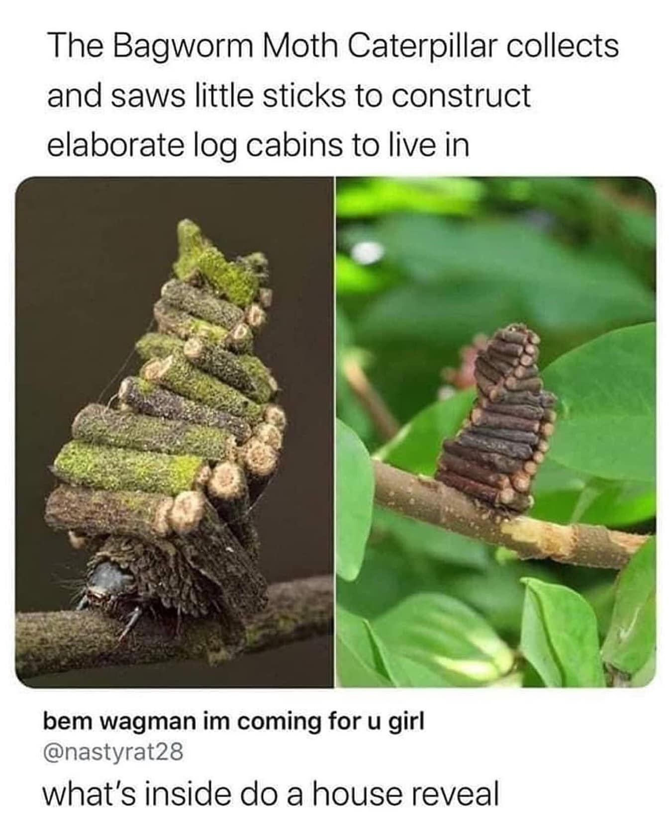 The Bagworm Moth Caterpillar collects and saws little sticks to construct elaborate log cabins to live in bem wagman im coming for u girl @nastyrat28 what's inside do a house reveal
