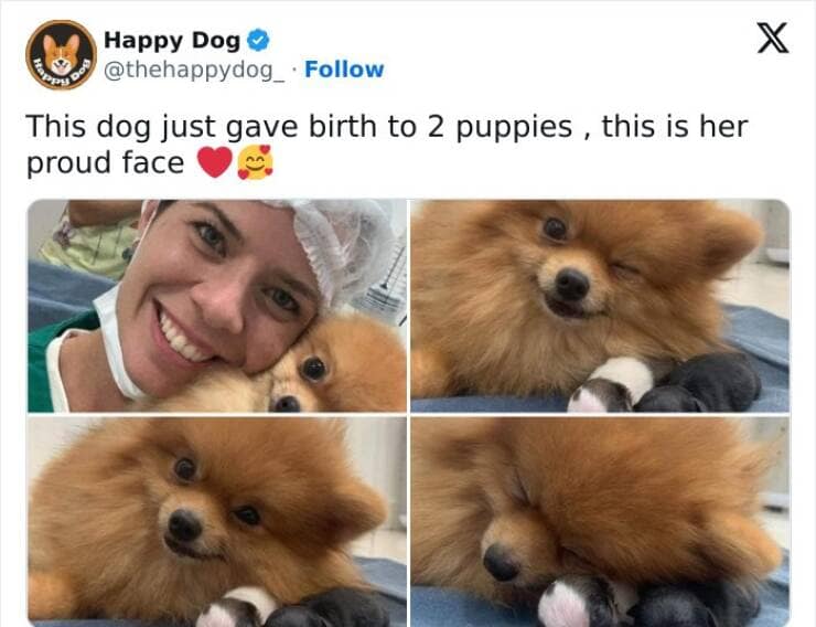 This dog just gave birth to 2 puppies, this is her proud face