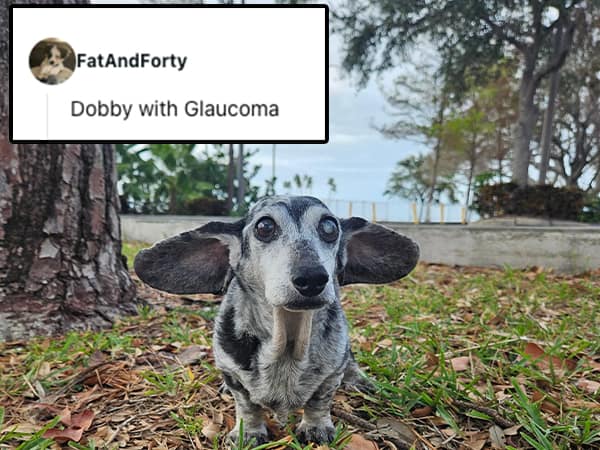 Dobby with Glaucoma