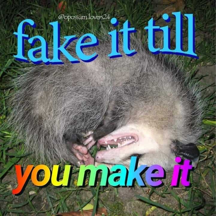 possum meme, possum memes, funny possum memes, possum humor, possum jokes, wildlife memes, nature memes