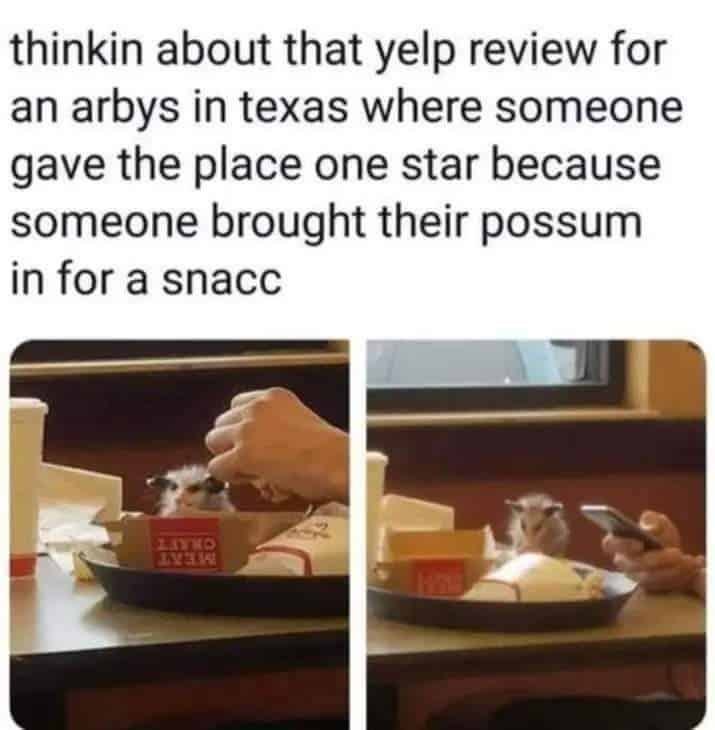 possum meme, possum memes, funny possum memes, possum humor, possum jokes, wildlife memes, nature memes