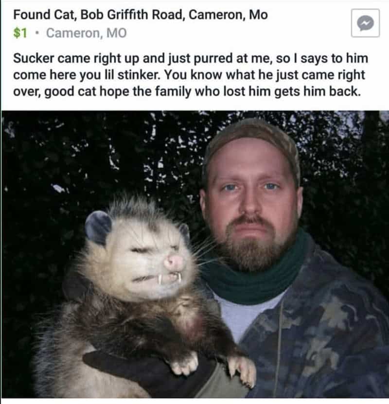 possum meme, possum memes, funny possum memes, possum humor, possum jokes, wildlife memes, nature memes