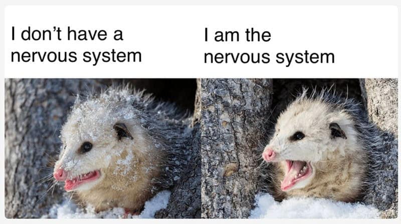 possum meme, possum memes, funny possum memes, possum humor, possum jokes, wildlife memes, nature memes