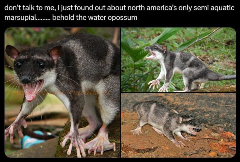 possum meme, possum memes, funny possum memes, possum humor, possum jokes, wildlife memes, nature memes