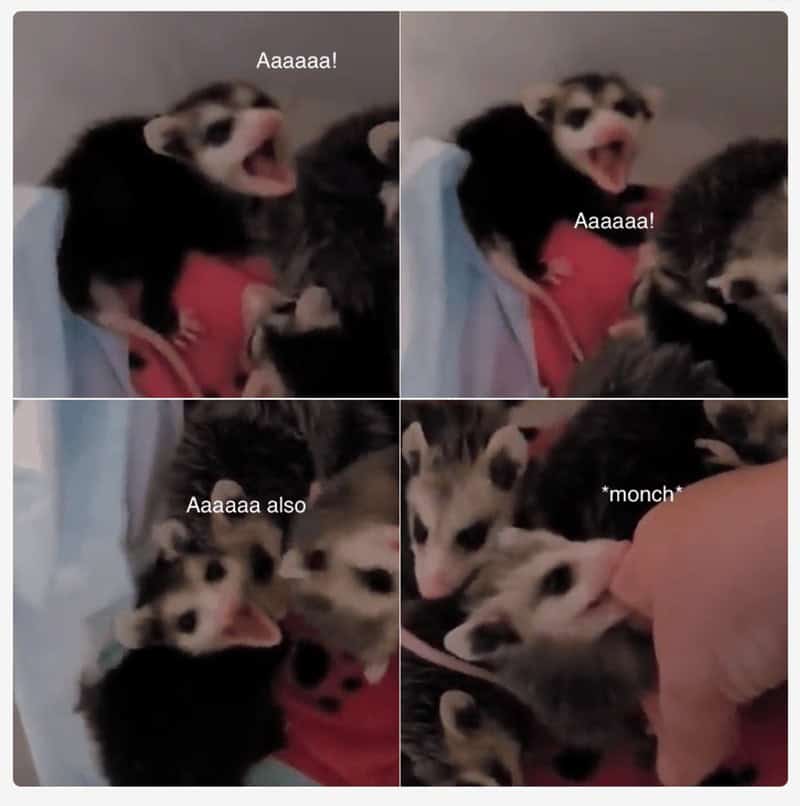 possum meme, possum memes, funny possum memes, possum humor, possum jokes, wildlife memes, nature memes