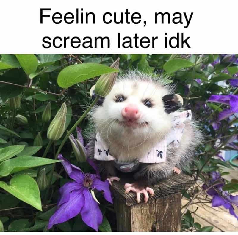 possum meme, possum memes, funny possum memes, possum humor, possum jokes, wildlife memes, nature memes