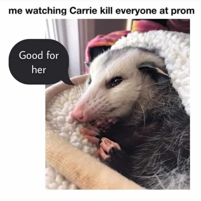 possum meme, possum memes, funny possum memes, possum humor, possum jokes, wildlife memes, nature memes