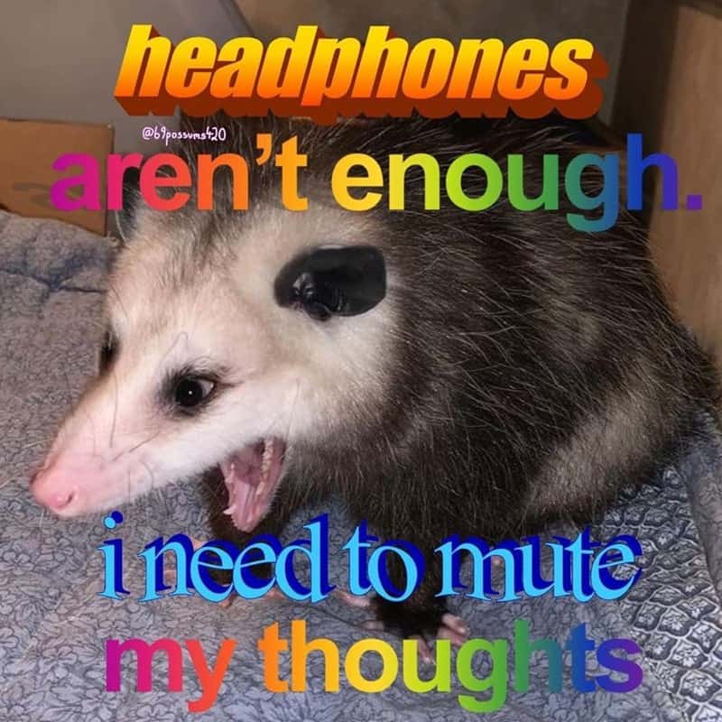 possum meme, possum memes, funny possum memes, possum humor, possum jokes, wildlife memes, nature memes