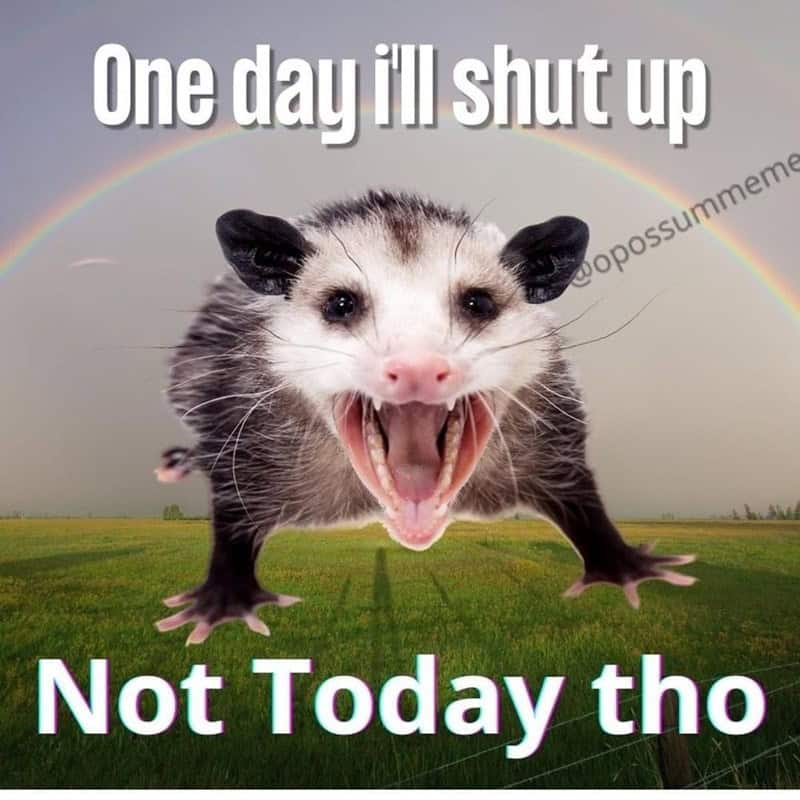 possum meme, possum memes, funny possum memes, possum humor, possum jokes, wildlife memes, nature memes