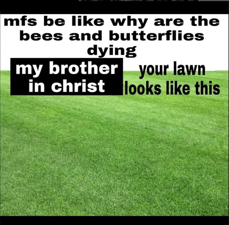 mfs be like why are the bees and butterflies dying