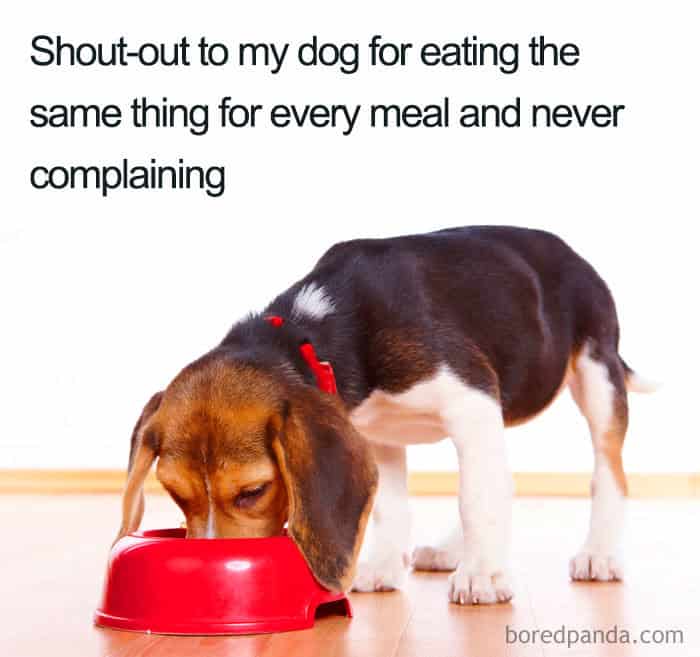 Shout-out to my dog for eating the same thing for every meal and never complaining
