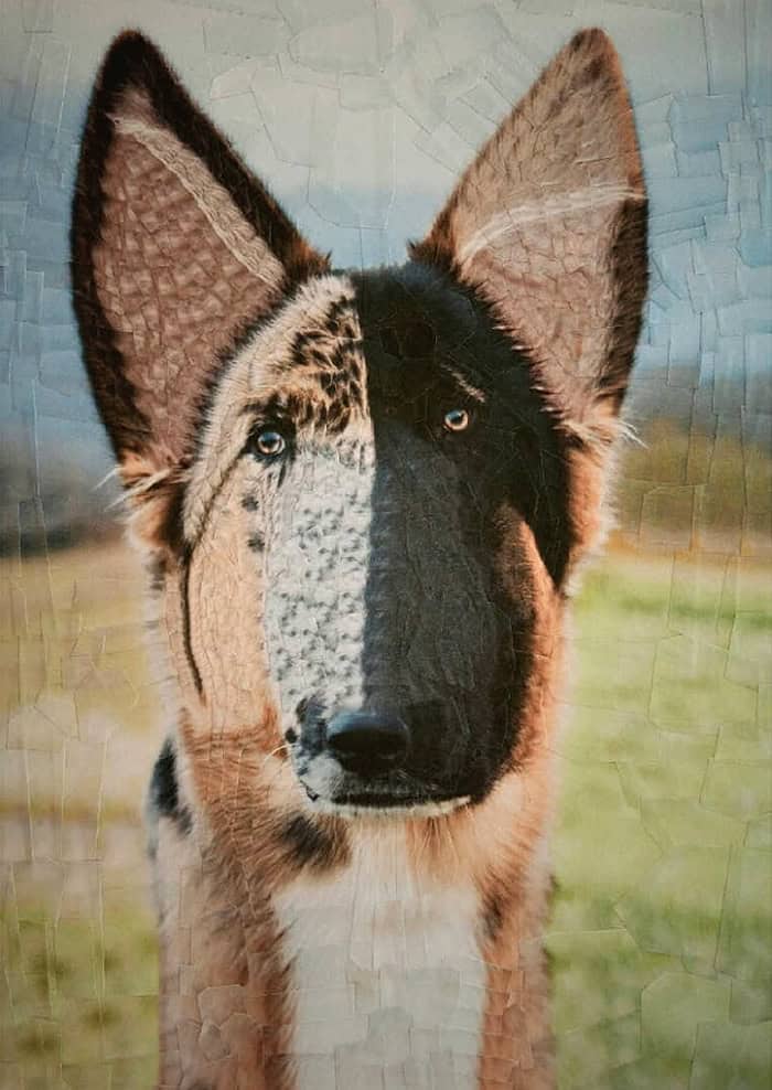 lola dupre, surreal collage, warped painting, bizarre art, animal paintings, creature-based art, fauna portraits, pet canvases, distorted portraits warped visuals, twisted figure art, reconfigured faces