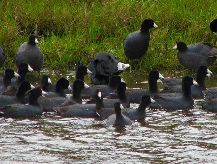 accidental camouflage, unplanned invisibility, spontaneous stealth, hidden alignment, hidden pictures, concealed images, stealthy visuals, merging seamlessly, camouflage effect, background matching