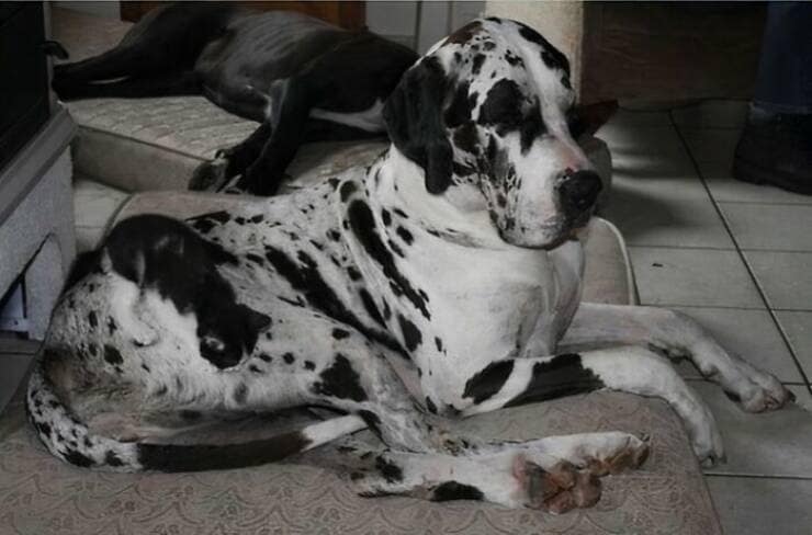 accidental camouflage, unplanned invisibility, spontaneous stealth, hidden alignment, hidden pictures, concealed images, stealthy visuals, merging seamlessly, camouflage effect, background matching