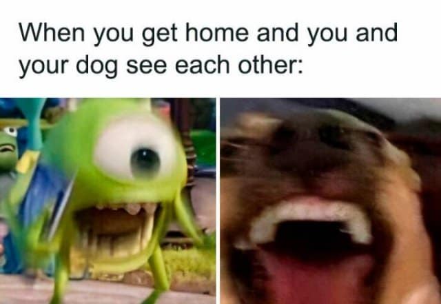 When you get home and you and your dog see each other: