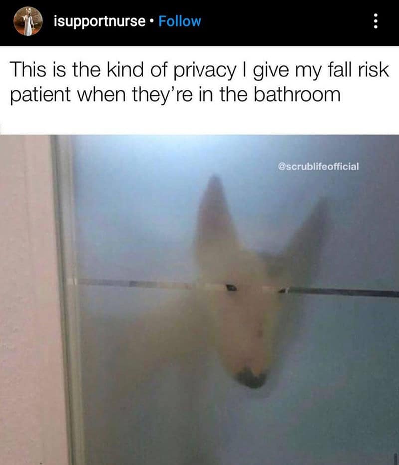 dog memes, wholesome dog memes, funny dog pictures: comedic canine snapshots, dog photo laughs, comedic dog images