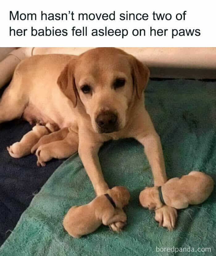 dog memes, wholesome dog memes, funny dog pictures: comedic canine snapshots, dog photo laughs, comedic dog images