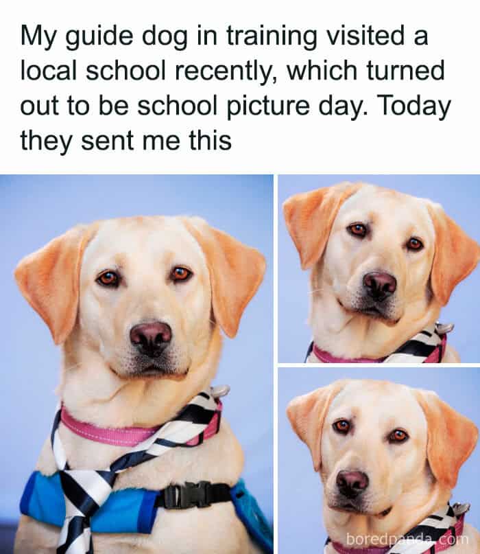 dog memes, wholesome dog memes, funny dog pictures: comedic canine snapshots, dog photo laughs, comedic dog images