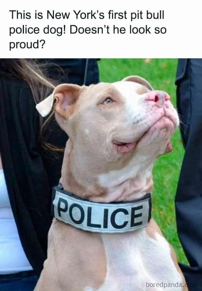 dog memes, wholesome dog memes, funny dog pictures: comedic canine snapshots, dog photo laughs, comedic dog images