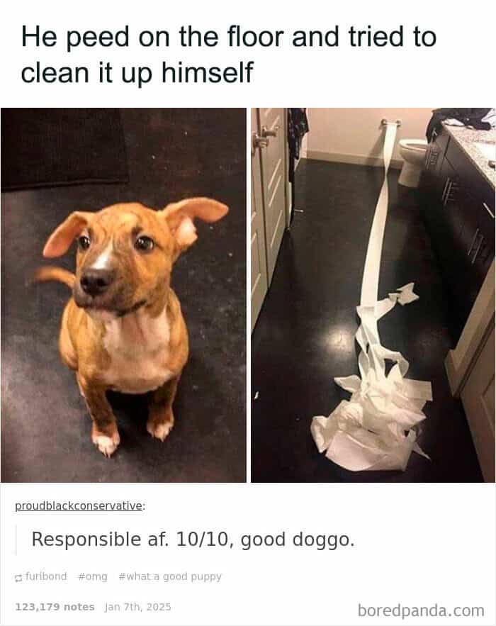 dog memes, wholesome dog memes, funny dog pictures: comedic canine snapshots, dog photo laughs, comedic dog images