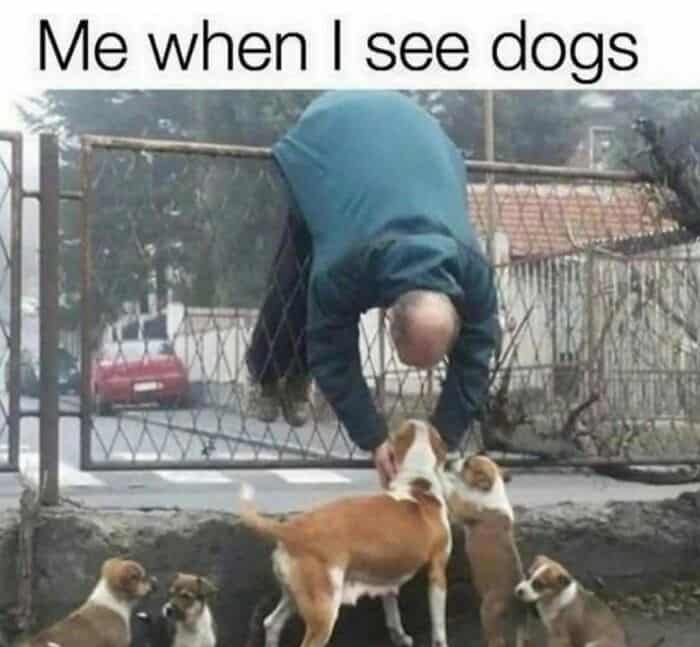 dog memes, wholesome dog memes, funny dog pictures: comedic canine snapshots, dog photo laughs, comedic dog images