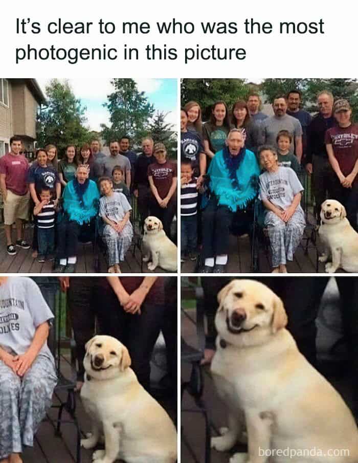 dog memes, wholesome dog memes, funny dog pictures: comedic canine snapshots, dog photo laughs, comedic dog images