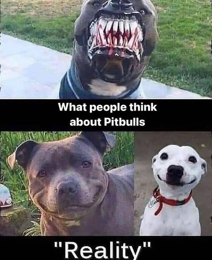 dog memes, wholesome dog memes, funny dog pictures: comedic canine snapshots, dog photo laughs, comedic dog images