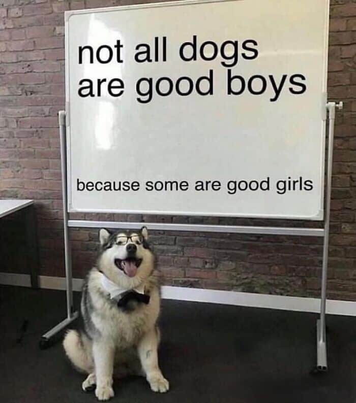 dog memes, wholesome dog memes, funny dog pictures: comedic canine snapshots, dog photo laughs, comedic dog images