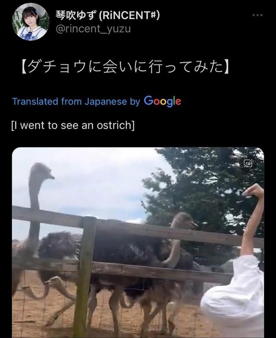 [I went to see an ostrich]