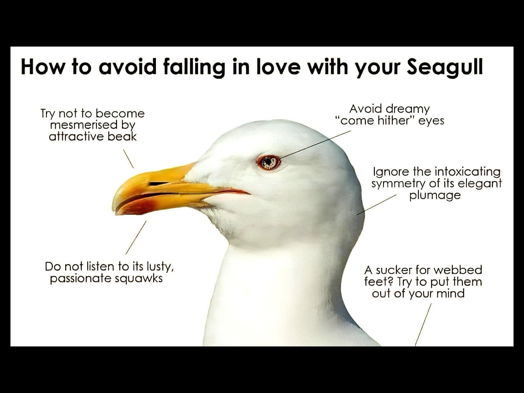 How to avoid falling in love with your Seagull Try not to become mesmerised by attractive beak Avoid dreamy "come hither" eyes Ignore the intoxicating symmetry of its elegant plumage Do nọt listen to its lusty, passionate squawks A sucker for webbed feet? Try to put them out of your
