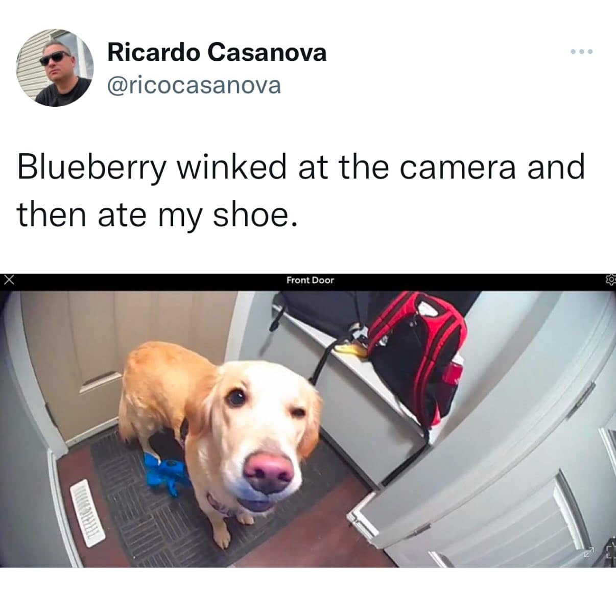 Blueberry winked at the camera and then ate my shoe.