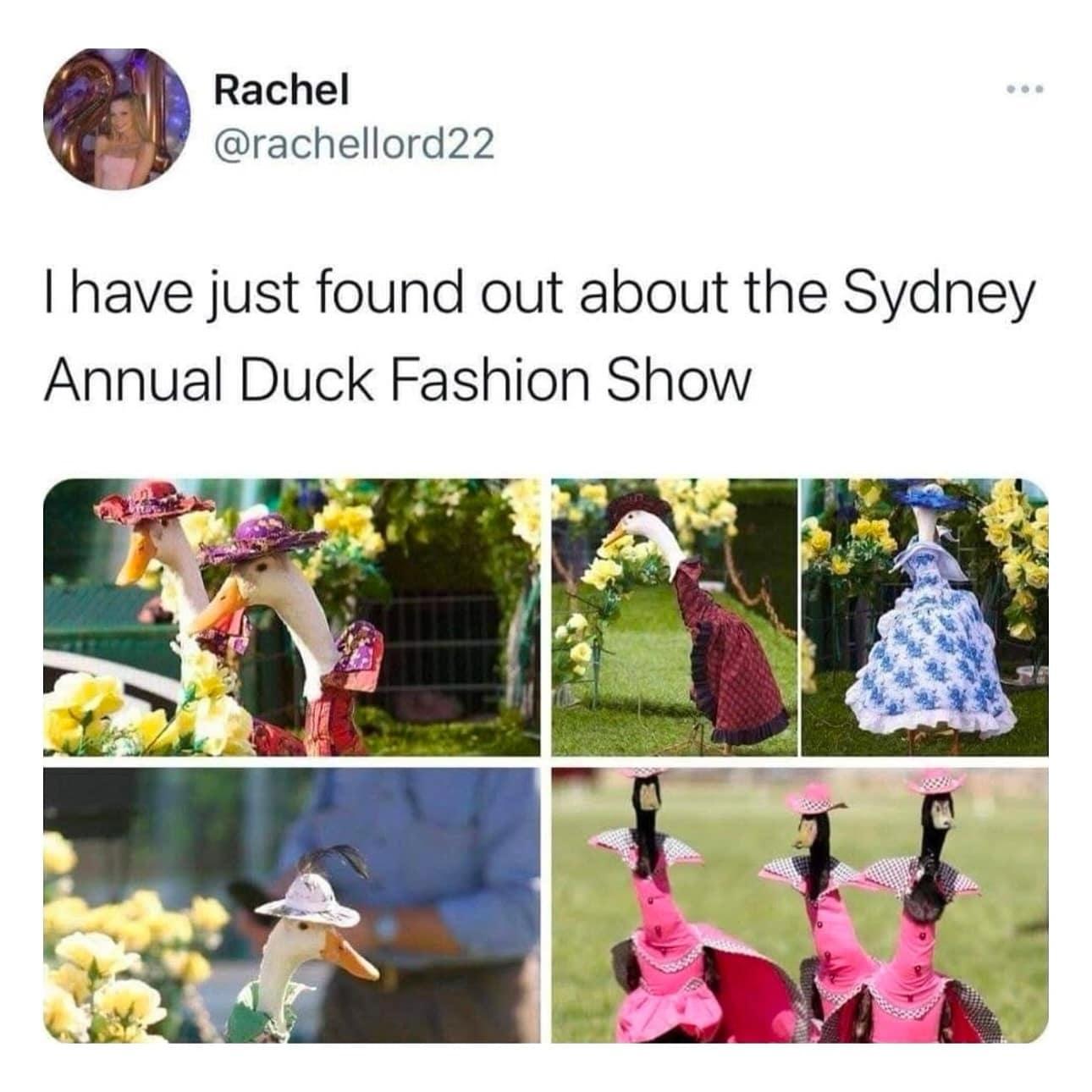 I have just found out about the Sydney Annual Duck Fashion Show