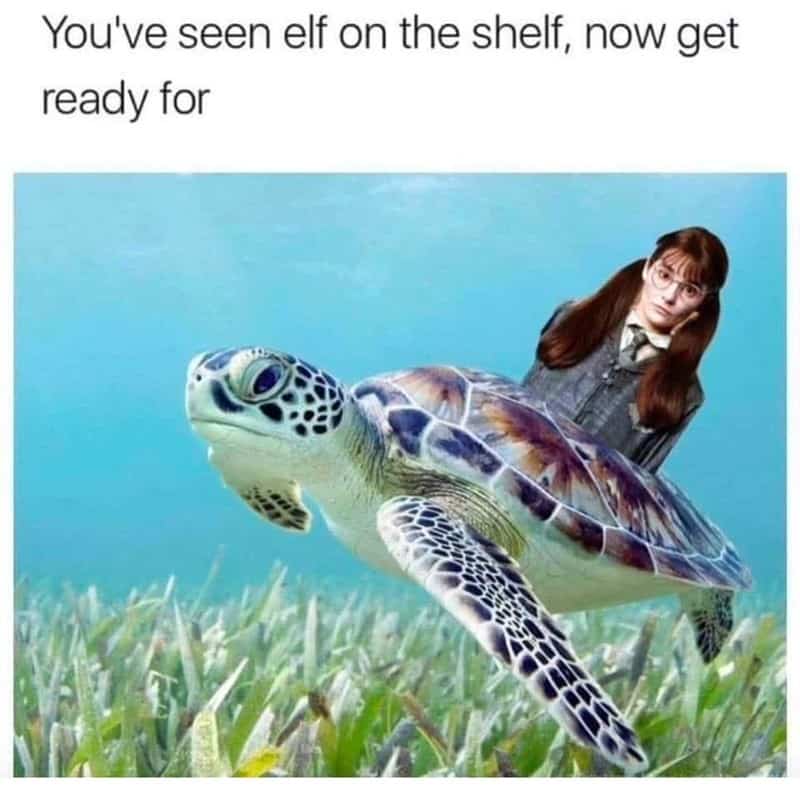 harry potter memes, hogwarts memes