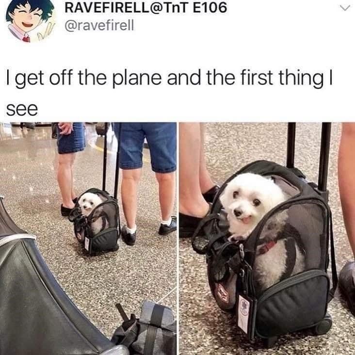 meme dump, funny memes, hilarious memes, comedic meme spree, curated meme set, net joke compilation, meme gallery, mild comedic images, standard net humor bits, short amusement snapshots, deeper comedic lines, unstoppable laughter triggers, comedic meltdown seeds, prime comedic finds, top-tier net funnies, unstoppable comedic bombs