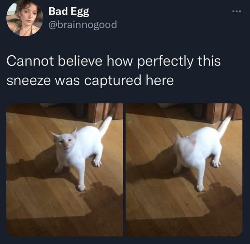 Bad Egg @brainnogood ..٠ Cannot believe how perfectly this sneeze was captured here