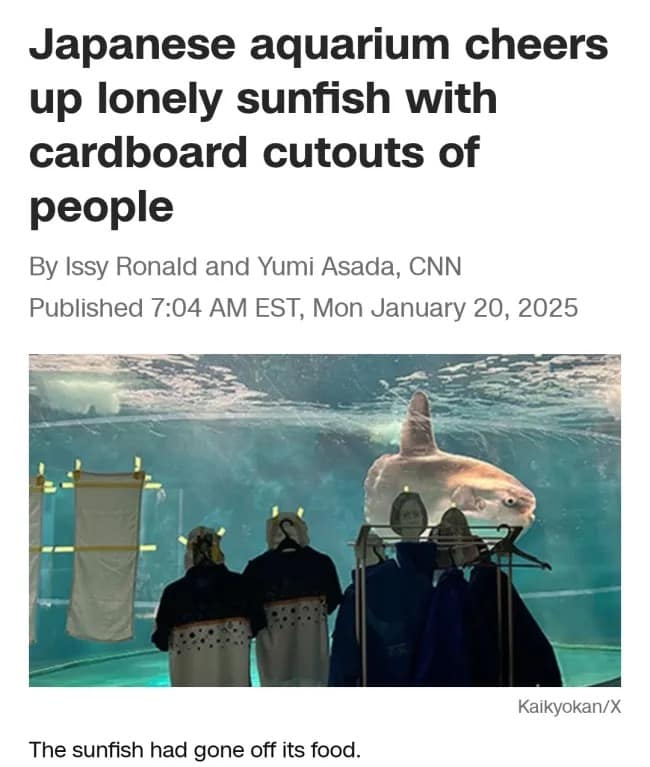 Japanese aquarium cheers up lonely sunfish with cardboard cutouts of people By Issy Ronald and Yumi Asada, CNN Published 7:04 AM EST, Mon January 20, 2025 Kaikyokan/X The sunfish had gone off its food.