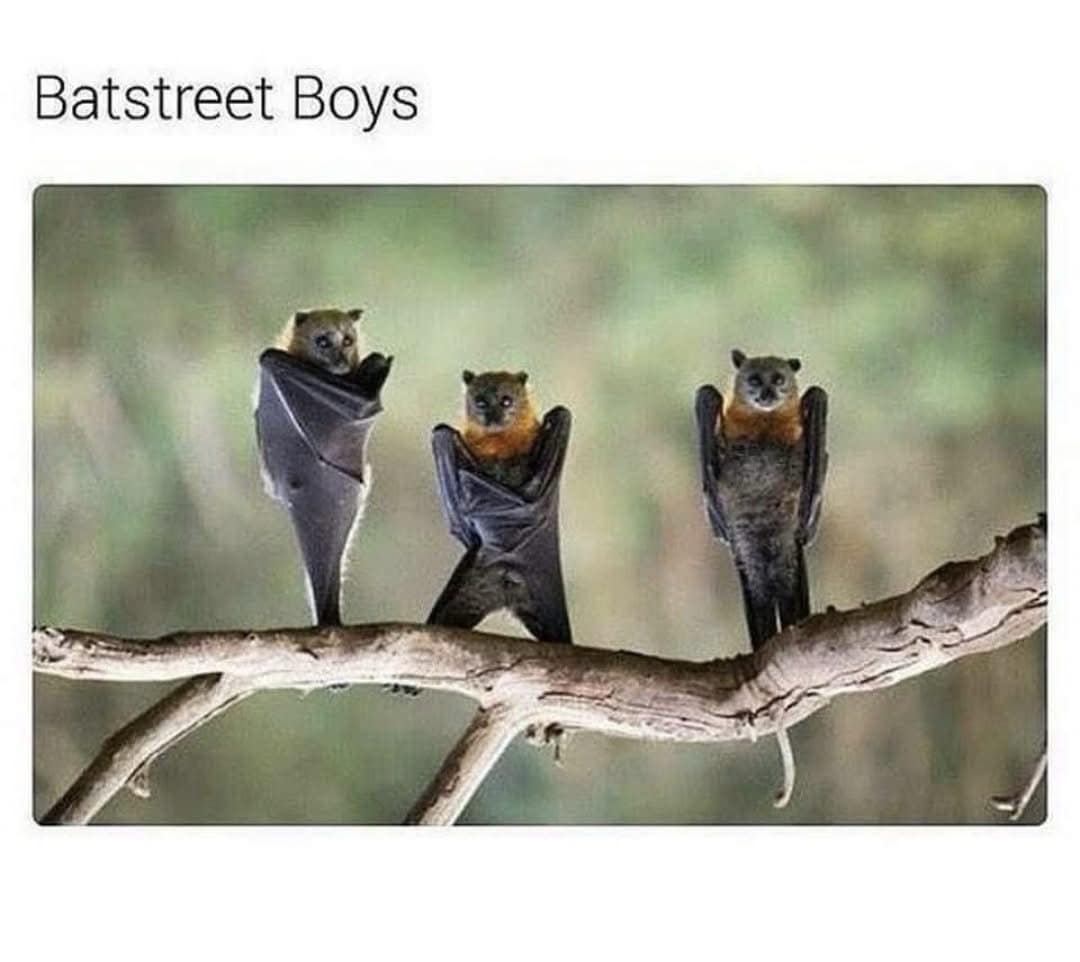 meme dump, funny memes, hilarious memes, meme roundup, curated meme spree, comedic meme collection, mild comedic bits, quick laugh images, short amusements, stronger comedic jabs, deeper guffaws, potential for unstoppable laughter, top-tier comedic gold, prime comedic finds, ultimate rib-aching jokes