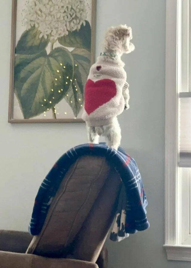 melanie @mmmelanierose i hate when ppl anounce a social media break it is a sign of weakness to me.., just go gently into the night bro