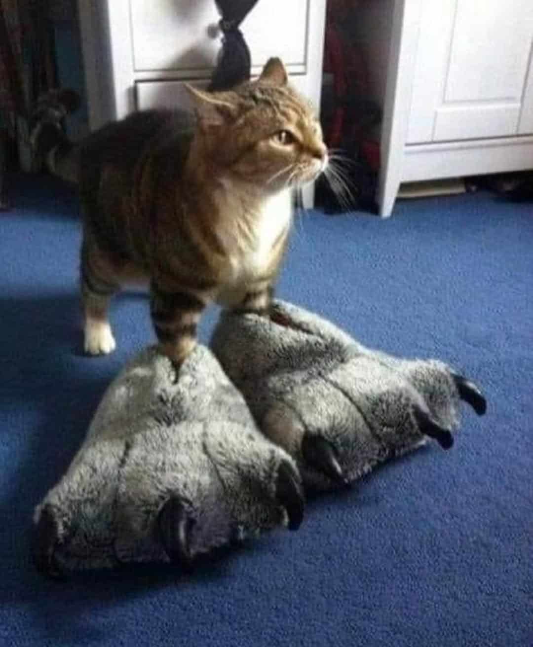 pics that go hard, funny pictures, intense visuals, shocking photography, bold image humor, edgy memes, rebellious comedic angles, subversive humor bits, outwardly radical jokes, radical images, visually extreme pics, mesmerizing snapshots, unorthodox photograph experiences, bizarre photos, uncanny camera captures, weird photography illusions, odd pictorial scenes