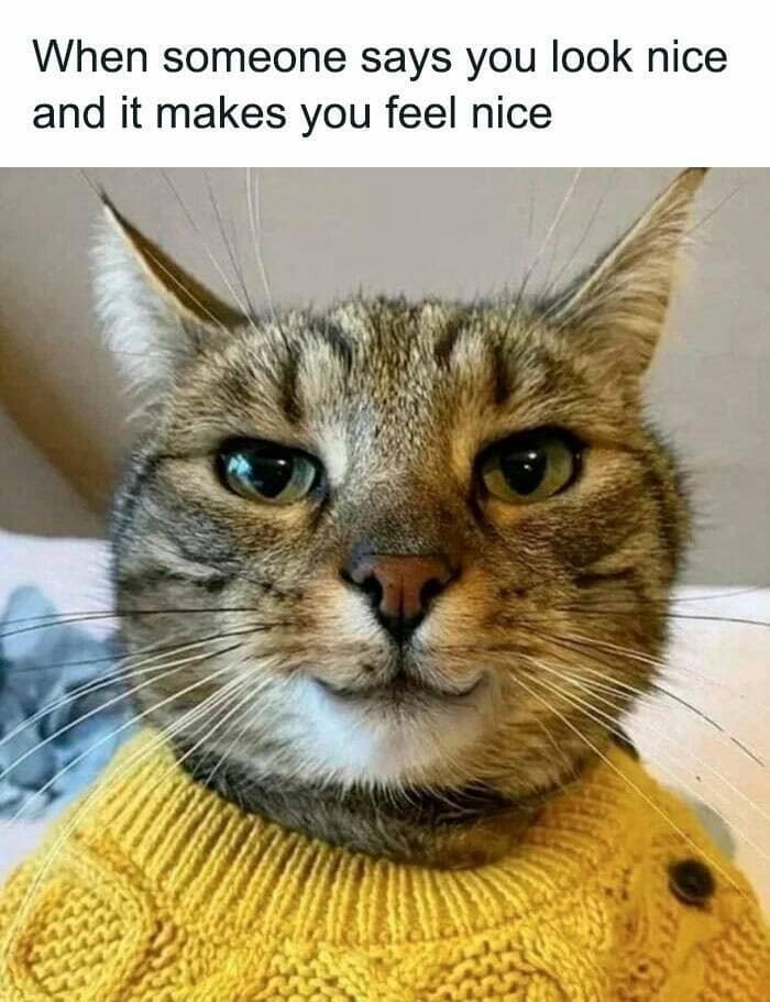 animal memes, pet memes, wildlife memes, creature memes, funny pets, animal humor, pet antics, hilarious animals, creature humor, pet chaos, funny animal photos