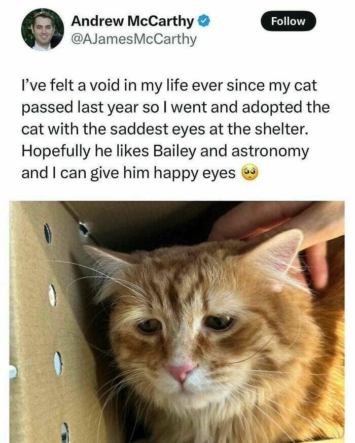 animal memes, pet memes, wildlife memes, creature memes, funny pets, animal humor, pet antics, hilarious animals, creature humor, pet chaos, funny animal photos