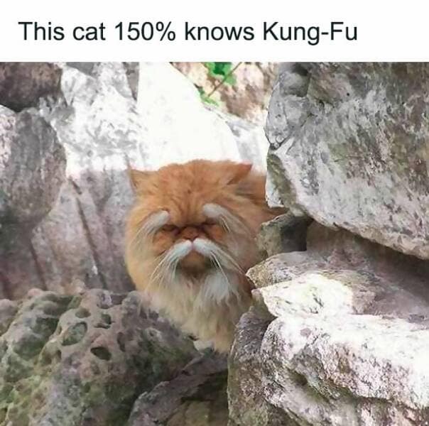 animal memes, pet memes, wildlife memes, creature memes, funny pets, animal humor, pet antics, hilarious animals, creature humor, pet chaos, funny animal photos