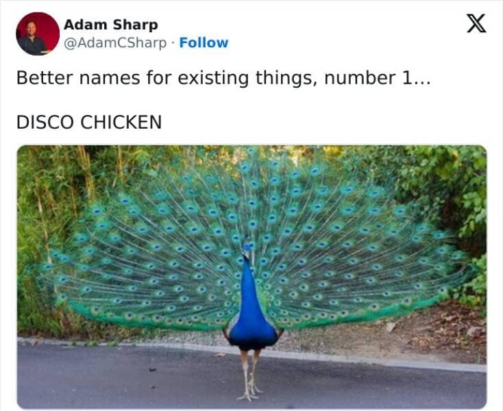 animal memes, pet memes, wildlife memes, creature memes, funny pets, animal humor, pet antics, hilarious animals, creature humor, pet chaos, funny animal photos