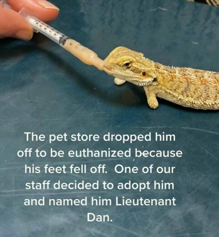 animal memes, pet memes, wildlife memes, creature memes, funny pets, animal humor, pet antics, hilarious animals, creature humor, pet chaos, funny animal photos