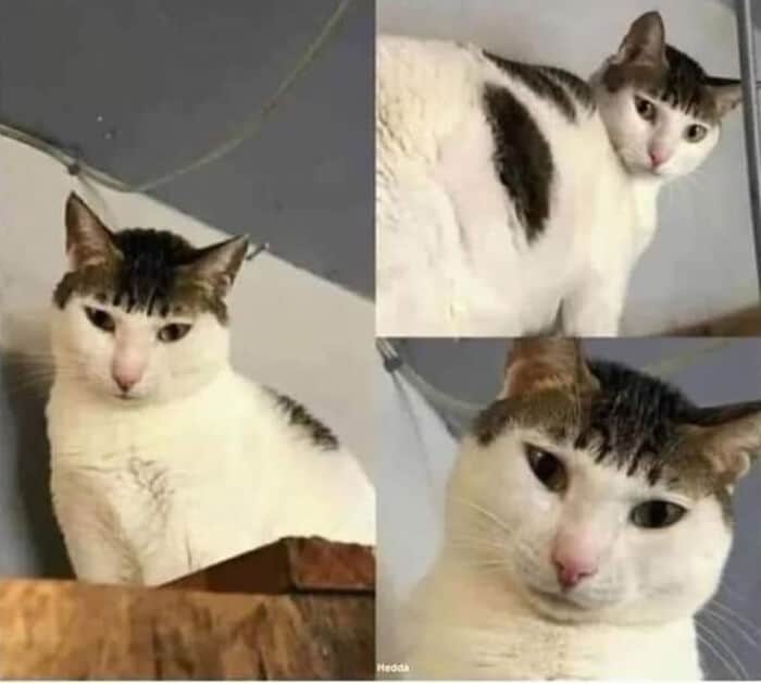 bad hair cuts, hair fails, terrible hairdos, awful hairstyles, tragic hair fails, hair fail, style mishap, cut disasters, grooming disasters, hair disasters, catastrophic styling, misguided barbering, horrible hair moments, bad hair day, unfortunate tresses, messy locks, hair meltdown