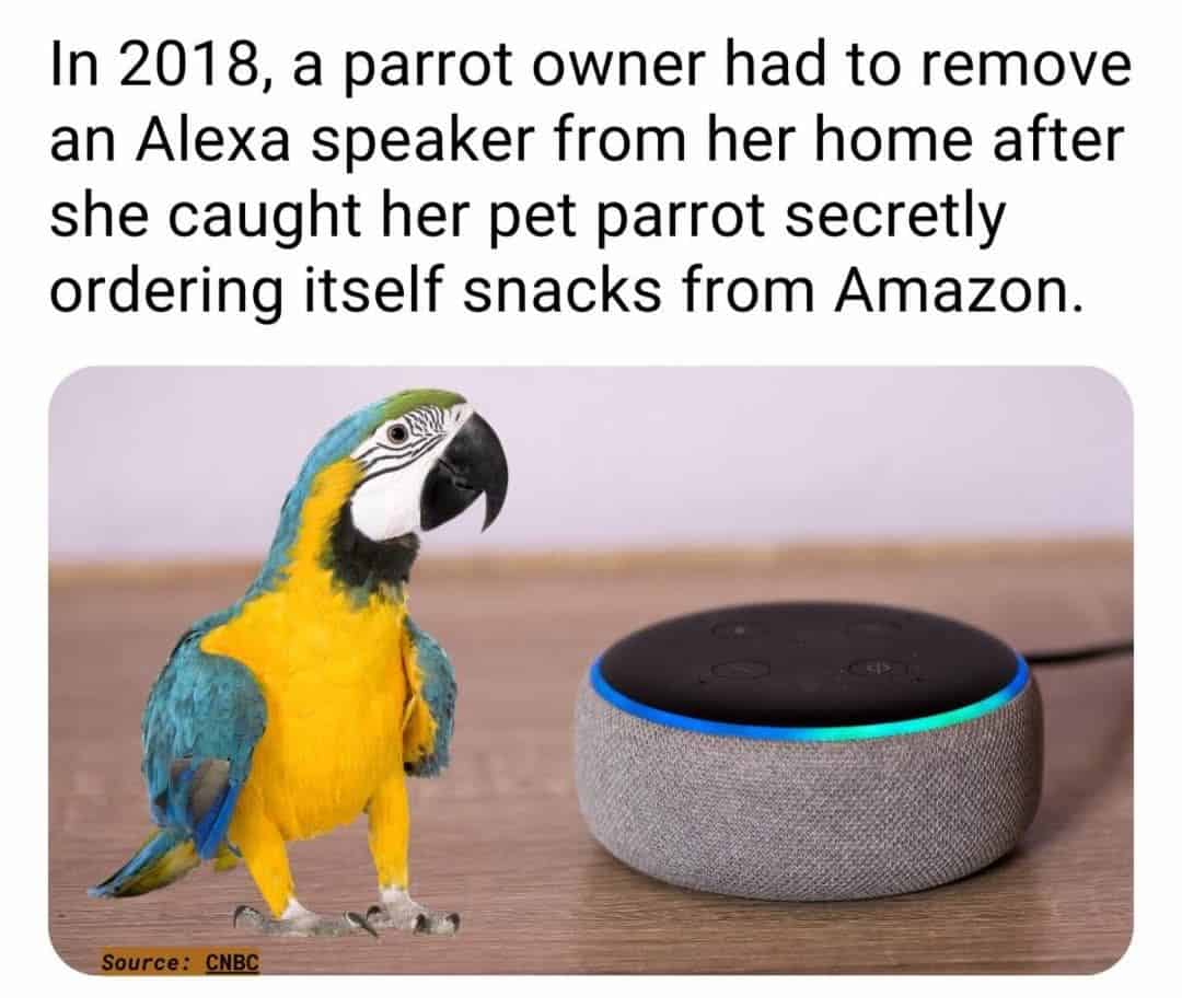 bird memes, birds with threatening auras, avian memes, feather memes, bird humor, bird watching, bird jokes, bird behavior, avian watching, feather jokes, bird antics