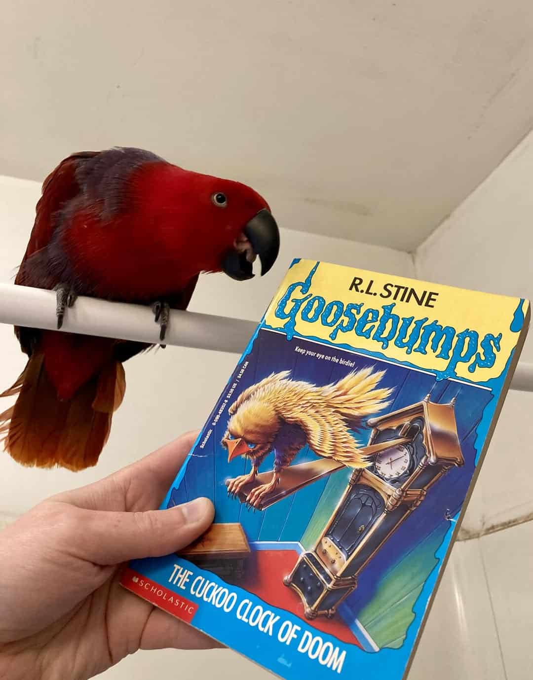 bird memes, birds with threatening auras, avian memes, feather memes, bird humor, bird watching, bird jokes, bird behavior, avian watching, feather jokes, bird antics