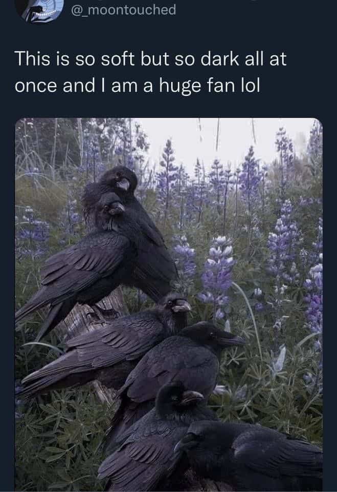 bird memes, birds with threatening auras, avian memes, feather memes, bird humor, bird watching, bird jokes, bird behavior, avian watching, feather jokes, bird antics
