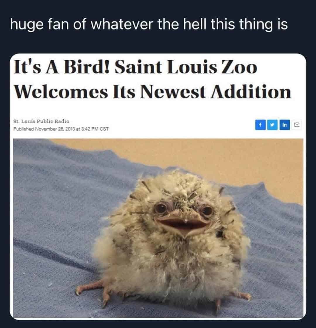 bird memes, birds with threatening auras, avian memes, feather memes, bird humor, bird watching, bird jokes, bird behavior, avian watching, feather jokes, bird antics