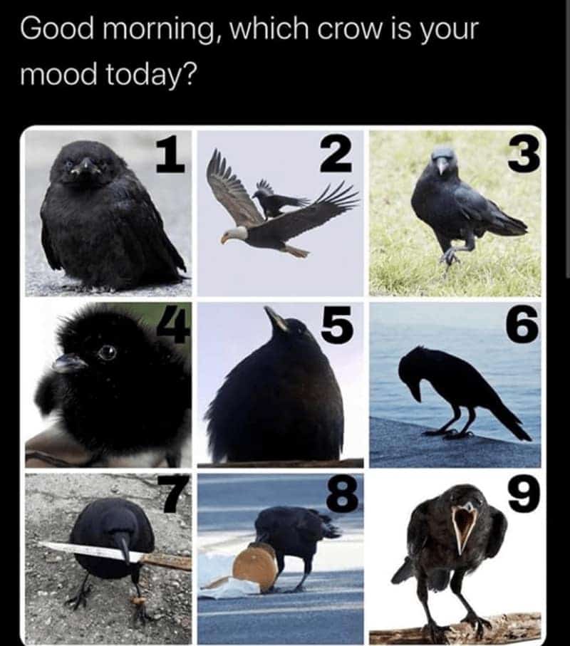 bird memes, birds with threatening auras, avian memes, feather memes, bird humor, bird watching, bird jokes, bird behavior, avian watching, feather jokes, bird antics